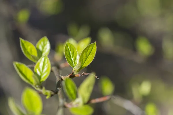 Primeiras Folhas Verdes Jovens Frescas Galho Primavera — Fotografia de Stock