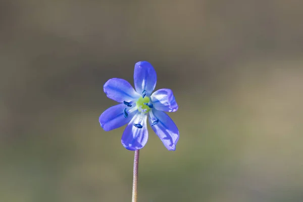 单株开花蓝色西伯利亚刺猬或木刺猬 Scilla Siberica — 图库照片