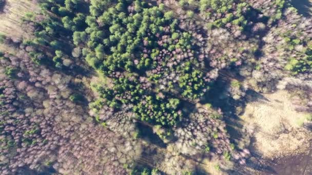 공중에서 아래를 내려다보면 녹색 숲 위를 날고 있다. 숲 속의 느린 착륙 — 비디오