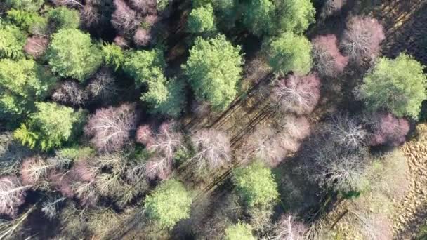 Vol Dessus Forêt Verte Vue Aérienne Haut Vers Bas Drone — Video