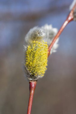 Close up of yellow blooming pussy willow in spring time