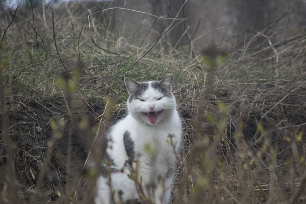 Gato Gris Blanco Doméstico Sentado Suelo Hierba Seca Con Boca — Foto de Stock