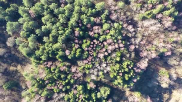 Volo sopra la foresta verde, vista aerea dall'alto verso il basso. Drone vola sopra la foresta — Video Stock