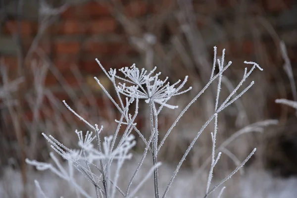 Ξηρό Κώνειο Conium Maculatum Χειμώνα Καλυμμένο Πάγο — Φωτογραφία Αρχείου