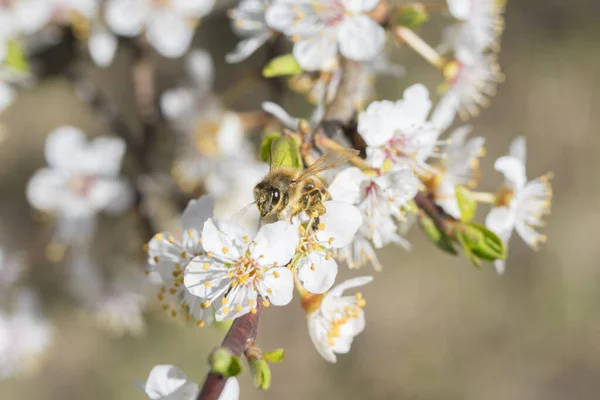 Una Abeja Recoge Néctar Una Flor Ciruela Salvaje Blanca — Foto de Stock