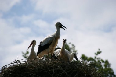     Mavi gökyüzüne karşı bir yuvada leylekler