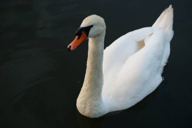 Beyaz Kuğu siyah su