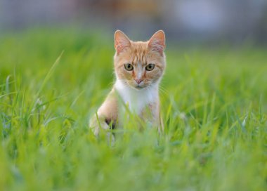 Çimlerde kırmızı kedi