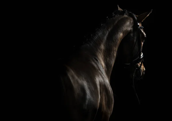 Елегантний спорт кінь — стокове фото