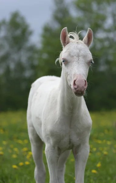 Retrato de um potro de mini-cavalo — Fotografia de Stock