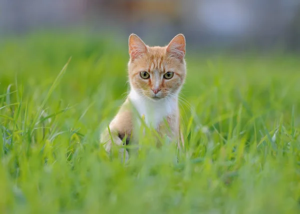 Çimlerde kırmızı kedi