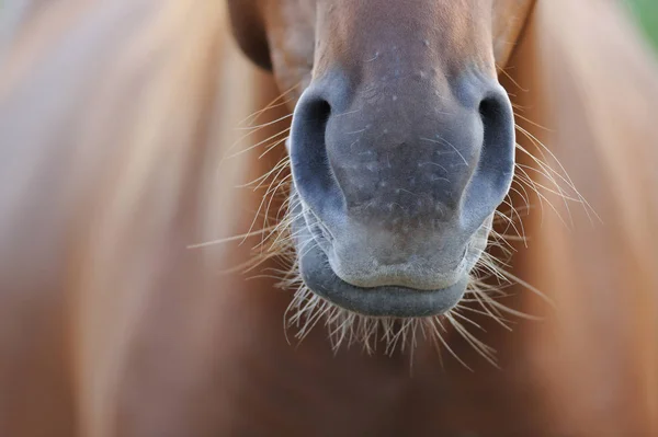 馬の鼻 ロイヤリティフリーのストック画像