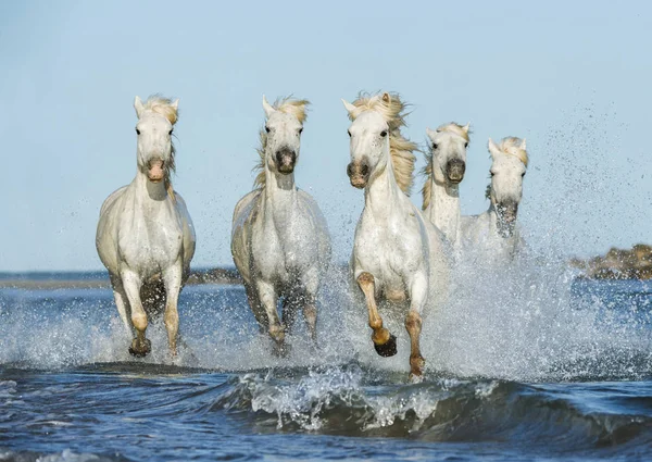 水のギャロッピング白い馬 ストック写真