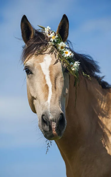 花の花輪を持つクリーム馬 ロイヤリティフリーのストック写真