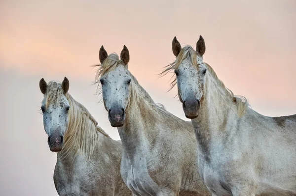 Portrét tří koní camargue Stock Snímky
