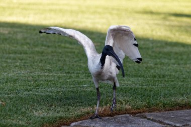Avustralya beyaz aynası (Threskiornis molucca) te park 'ta