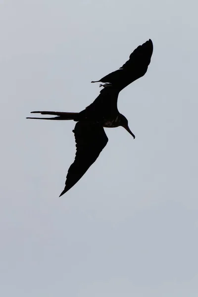 Silhueta Fragata Pairando Sobre Mar Caribe — Fotografia de Stock