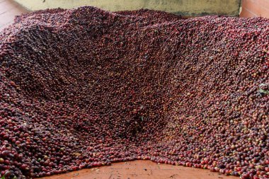 Kahve üretim sürecinin ikinci aşaması. Taze kahve çekirdeklerini işlem sırasının tepesine dökmek.