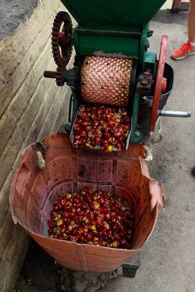 Coffee plantaiton - removing pulp from coffee beans using old hand-operated machine.