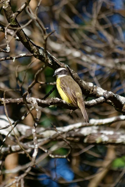 Ouro Preto Minas Gerais Brazília 2014 Társadalmi Légycsapó Myiozetetes Similis — Stock Fotó