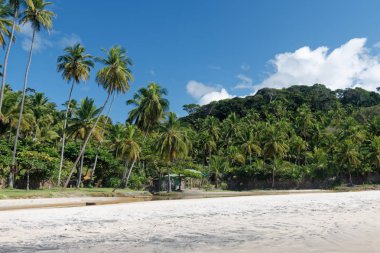 Brezilya 'da tenha plajlar