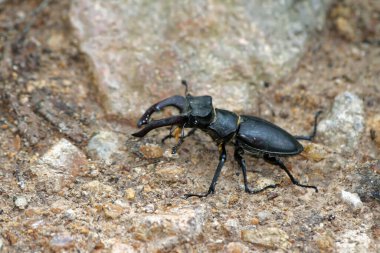 Sırp ormanlarında geyik böceği (lucanus cervus)