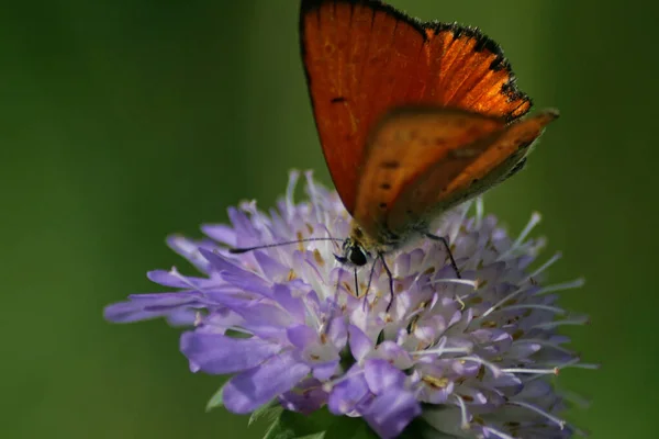 Fjäril Blomma — Stockfoto