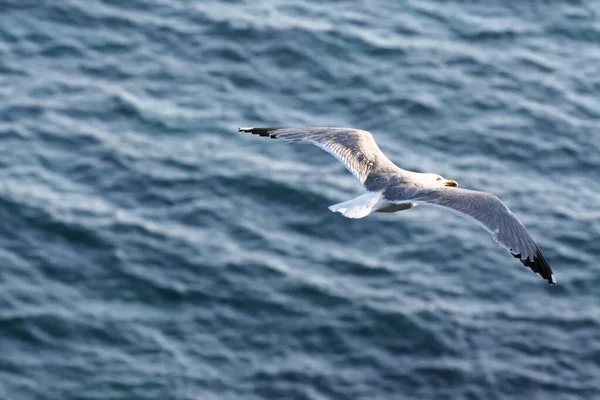 Uma Gaivota Voando Sobre Mar Perto Penhascos Teh Bonifacio 2011 — Fotografia de Stock