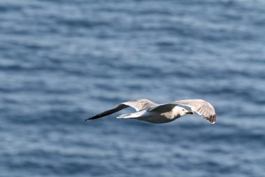 Bonifacio 'nun teh uçurumları yakınlarında (2011) deniz üzerinde uçan bir martı.)