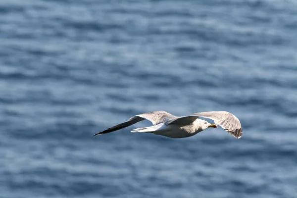 Seagull Flying Sea Teh Cliffs Bonifacio 2011 — Stock Photo, Image