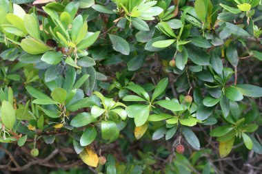 Dekoratif bir çalı, Akdeniz bitkisinin bir örneği.