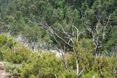 Corte yakınlarındaki Restonica Vadisi, mevsim için büyük bir dağ yürüyüşü.. 