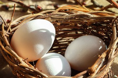 Easter unpaited white eggs in a basket with pussy willow