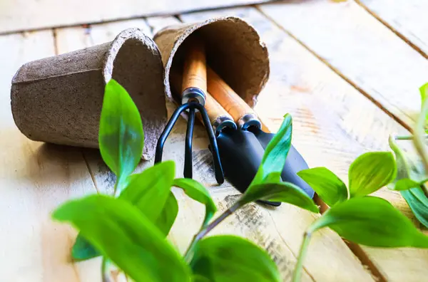 Yeşil taze bitkiler, tencere, tırmık ve kürek.