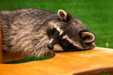 Rakun. Gözlerinde siyah çizgili ve halka şeklinde kuyruğu olan küçük bir memeli. Hayvanat bahçesinde rakun