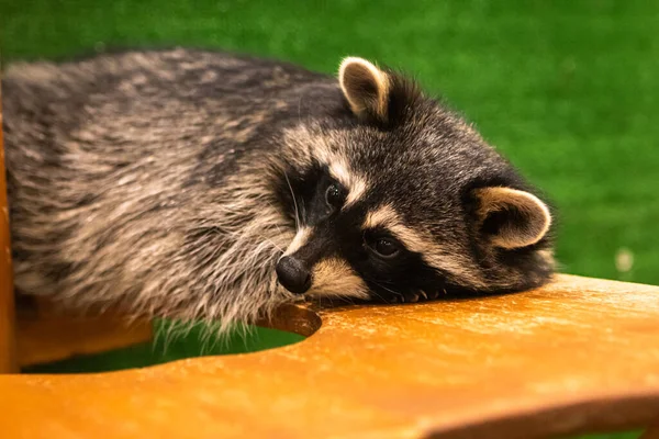 Rakun. Gözlerinde siyah çizgili ve halka şeklinde kuyruğu olan küçük bir memeli. Hayvanat bahçesinde rakun