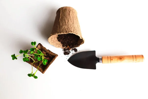 Bembeyaz arka planda yeşil, çözünebilir saksıda yeni bitkiler ve kürek. Seedling