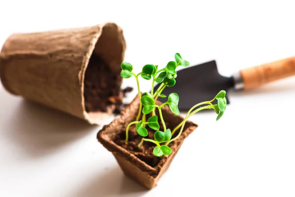 Bembeyaz arka planda yeşil, çözünebilir saksıda yeni bitkiler ve kürek. Seedling