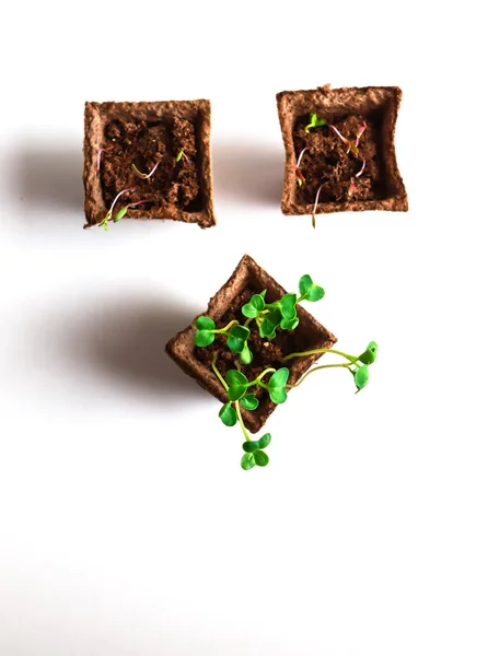 Bembeyaz arka planda yeşil, çözünebilir saksıda yeni bitkiler ve kürek. Seedling