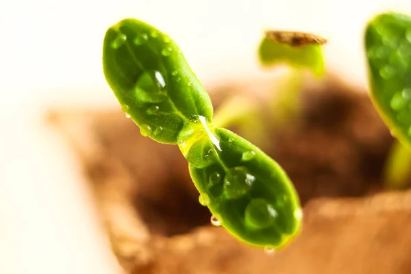 Beyaz arka planda su damlaları olan, biyolojik olarak çözünebilir kağıt kapta salatalık tohumları.