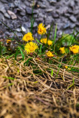 Şehir ortamında sarı karahindiba. Kabarık sarı tomurcuklu karahindiba çiçeği. Toprakta yetişen sarı karahindiba çiçeği