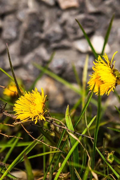 Yellow dandelion in urban environment. Dandelion plant with a fluffy yellow bud. Yellow dandelion flower growing in the ground