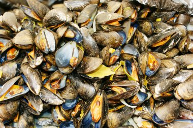 Çok pişmiş istiridye 