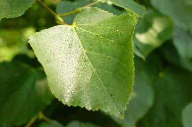 Ihlamur yaprağı yakın çekim ile damla ıhlamur ağacı suyu, sırasında