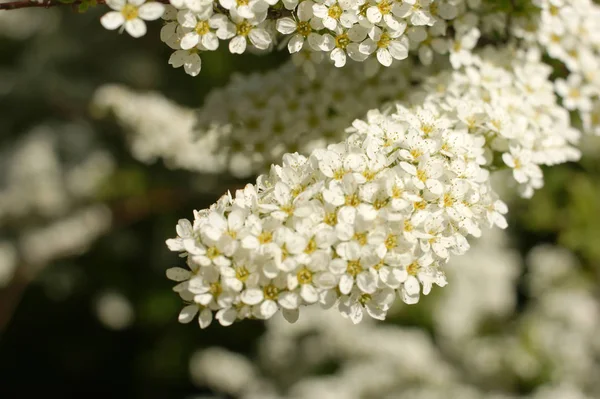 Grefsheim cinzento, Spiraea cinerea Zabel, Spirey florescente, Spirea — Fotografia de Stock