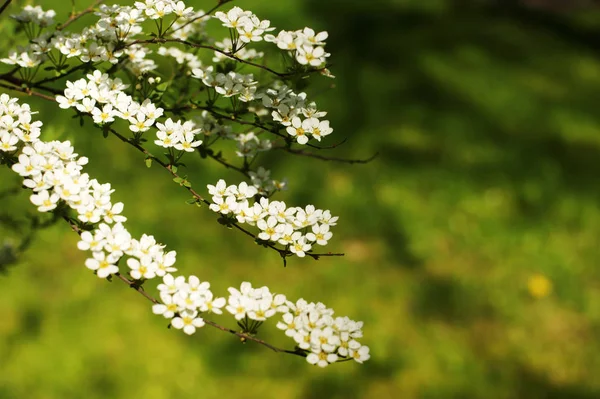 Gri Grefsheim, alanlara cinerea Zabel, çiçek Spirey, erkeçsakalı