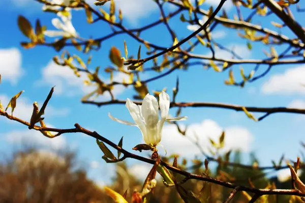 Magnolia kobus. White flowers — Stock Photo, Image