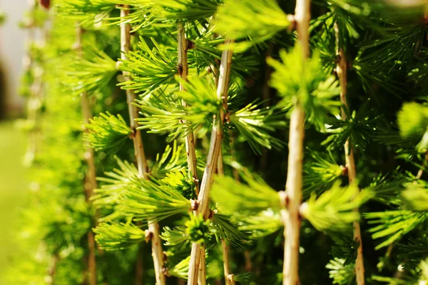 LARIX KAEMPFERI (PENDULA)