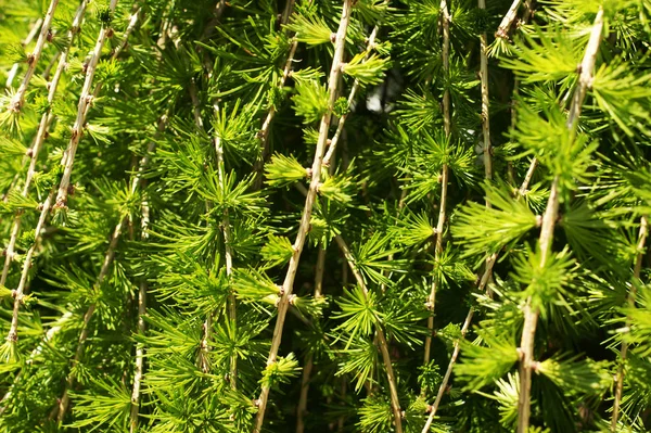 LARIX KAEMPFERI (PENDULA)