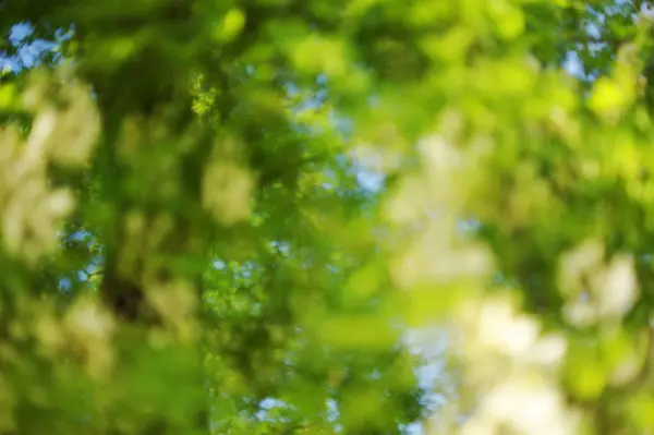 yeşil bokeh yeşillik. Doğal arka plan